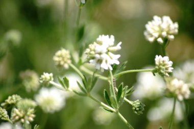 Dorycnium / dorycnium üzerinden çiçek umbels close-up.                      