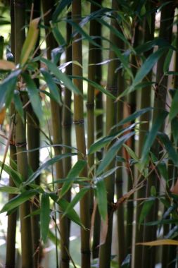 Bambu / yan yana sap ve bambu vuruyor Narihira bambu, Semiarundinaria fastuosa.                      