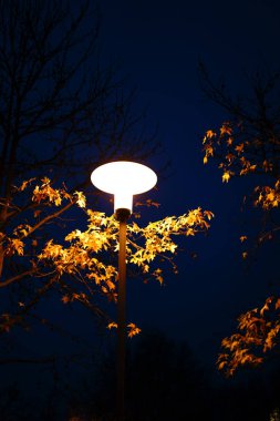 Fener gece / bir sokak lambası yanar bir ağaç yaprakları gecenin içinde.                           