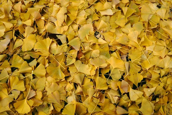 Φύλλα Ginkgo Κίτρινα Πεσμένα Φύλλα Του Δέντρου Ginkgo Φθινόπωρο — Φωτογραφία Αρχείου