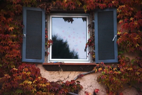 Weinreben Fenster Ein Holzfenster Umgeben Von Weinranken Mit Fensterklappen — Stockfoto