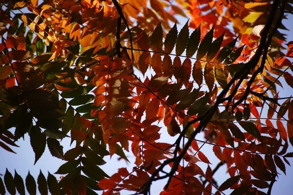 Herfstbladeren Staghorn Sumak Licht Verlicht Kleurrijke Bladeren Van Een Staghorn — Stockfoto