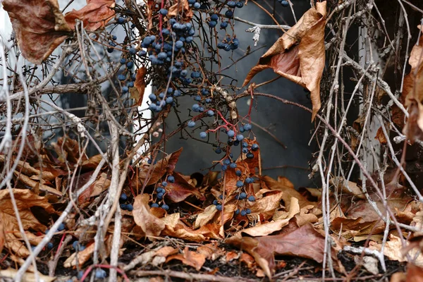 Druiven Het Najaar Ranken Takken Van Een Wijnstok Plant Een — Stockfoto