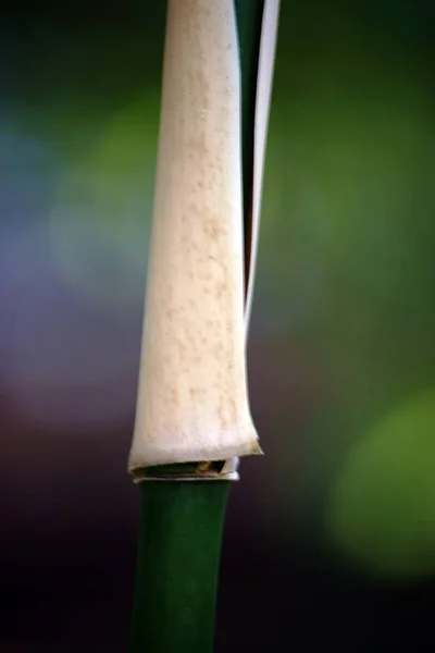 Primer Plano Bambú Primer Plano Tallo Tubo Bambú Del Bambú — Foto de Stock