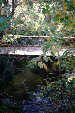 Fazla gelişmiş akış / çalılar ve bitkiler tarafından çevrili açık su akışı A.                        