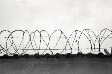Dikenli tel duvar / yakın çekim bir dikenli tel çit bir duvar üstüne.                             