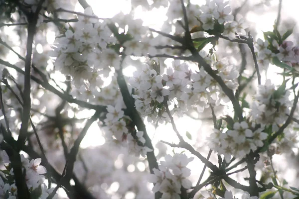 Цвіте Білий Який Персик Білі Квіти Персикового Дерева Hatasakura Prunus — стокове фото