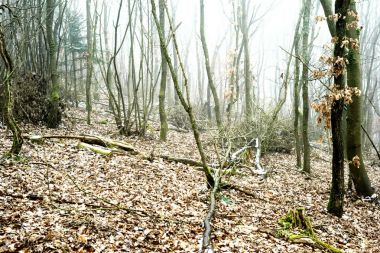 Ormanda kar kalır ve sis / Kışın ağaçlar arasında yalan kar, deadwood ve yeşillik.                              