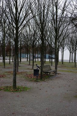 Kuzgun Çöp konteyner üzerinde oturuyor / kuzgun bir çöp kutusu yiyecek arar ve bir park bankında yanında oturur.