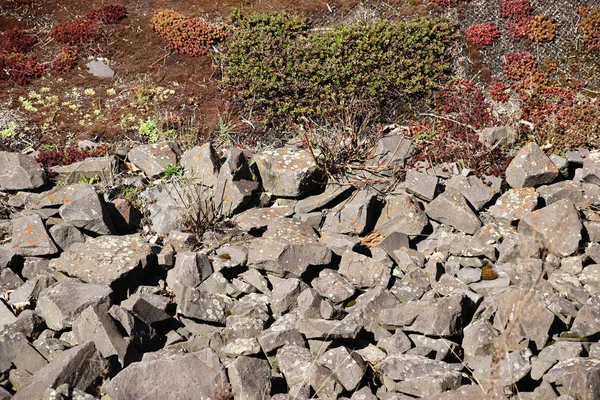 Grind Bed Met Succulente Planten Drogen Het Bovenaanzicht Close Stenen — Stockfoto