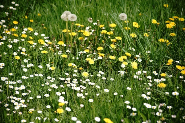 野花的野生草地 有不同花的野生草地 如蒲公英和雏菊 — 图库照片