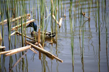 Havuzumda drake reed çim arasında / reed yakındaki sahilde genç sürgünler arasında bir yaban ördeği drake yüzüyor.                       