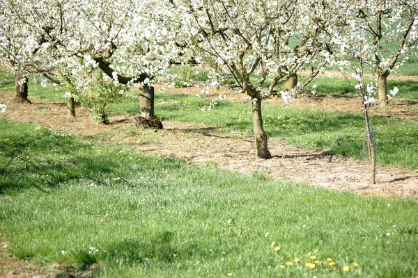 Cherry Grove Bloom Cherry Grove Cherry Tree Plantation Pruned Cherry — Stock Photo, Image