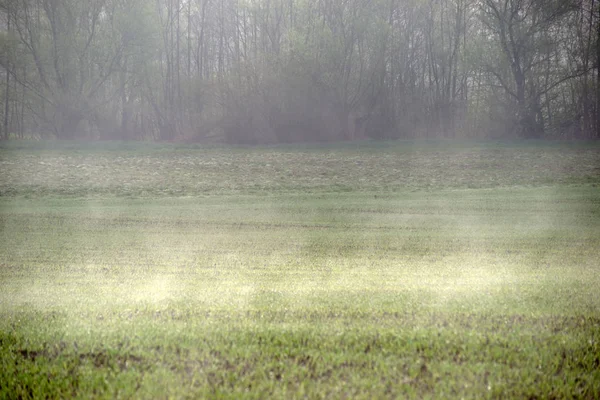 Meadow Condenses Sunlight Wet Meadow Condenses Sunlight Light Fog — Stock Photo, Image