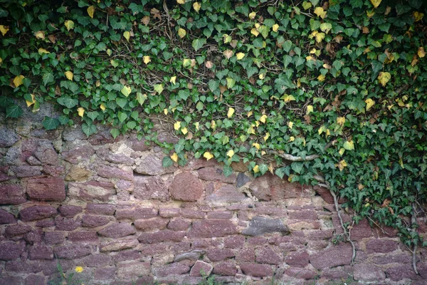 Rustikale Wand Mit Kletterpflanze Eine Kletterpflanze Mit Grünen Blättern Wächst — Stockfoto