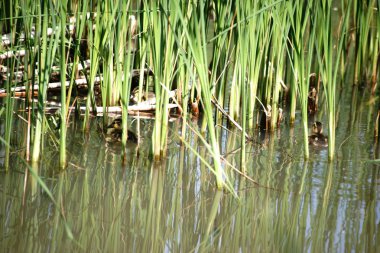Ducklings arasında reed çimen / ördek yavrusu reed otlar kıyısında arkasında suda yüzmek.                          