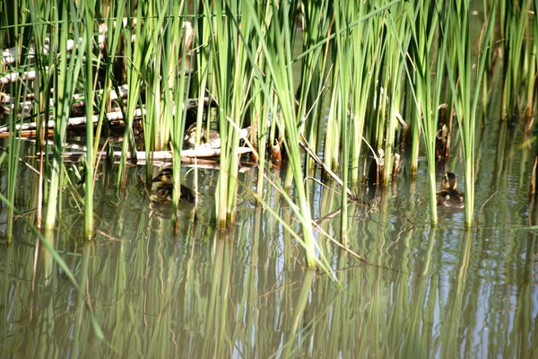 Los Patitos Entre Hierba Caña Patitos Nadan Agua Escondida Detrás —  Fotos de Stock