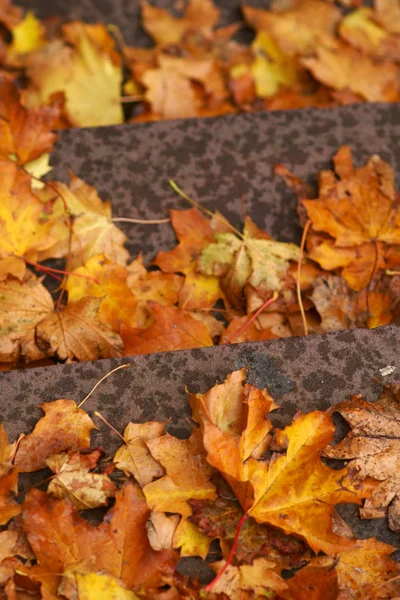 Herbstlaub Auf Der Treppe Die Nahaufnahme Von Herbstblättern Die Auf — Stockfoto