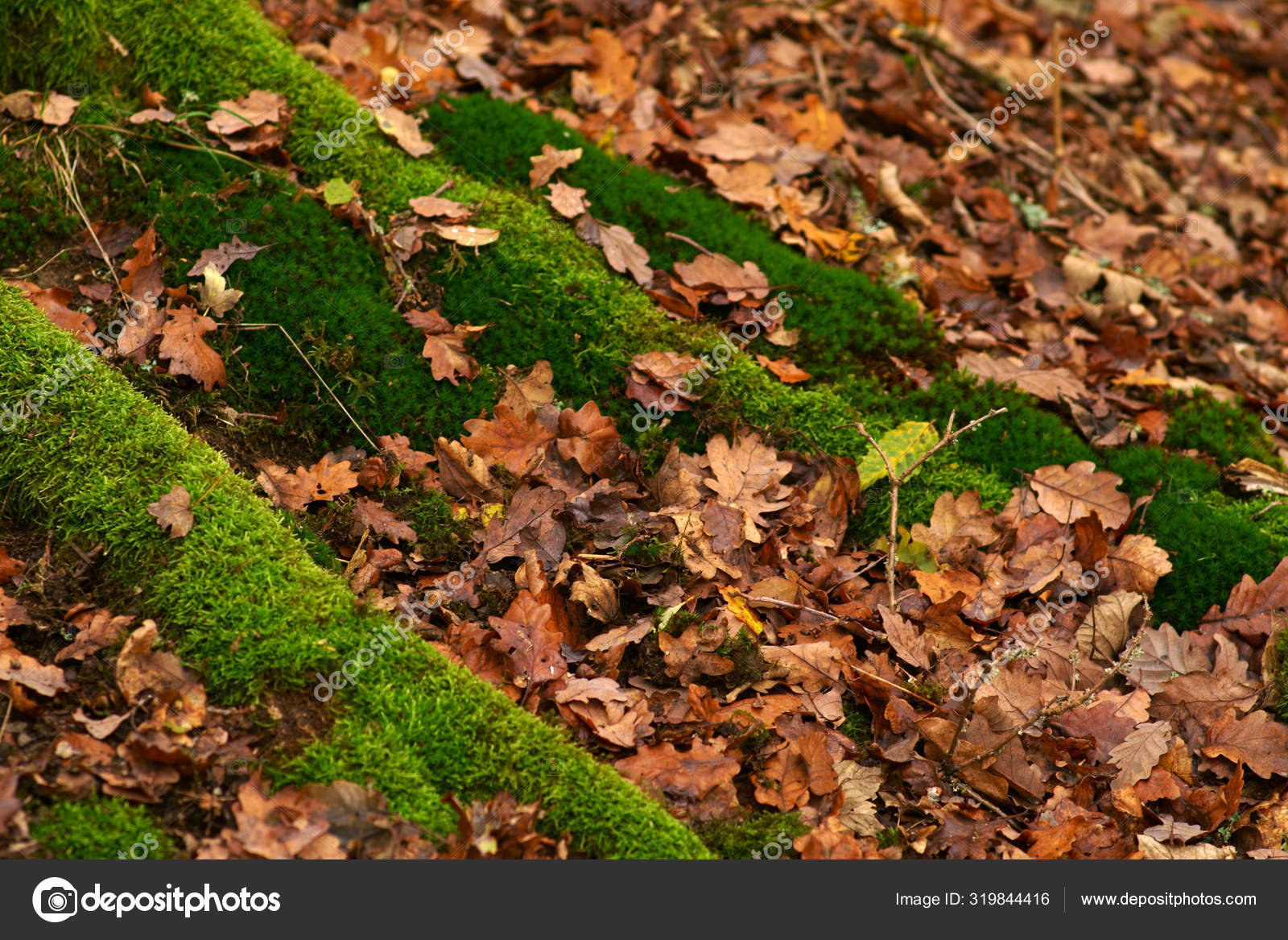 Moss Covered Roots Autumn Forest Floor Dry Autumn Leaves Moss Stock Photo Image By C Ginton
