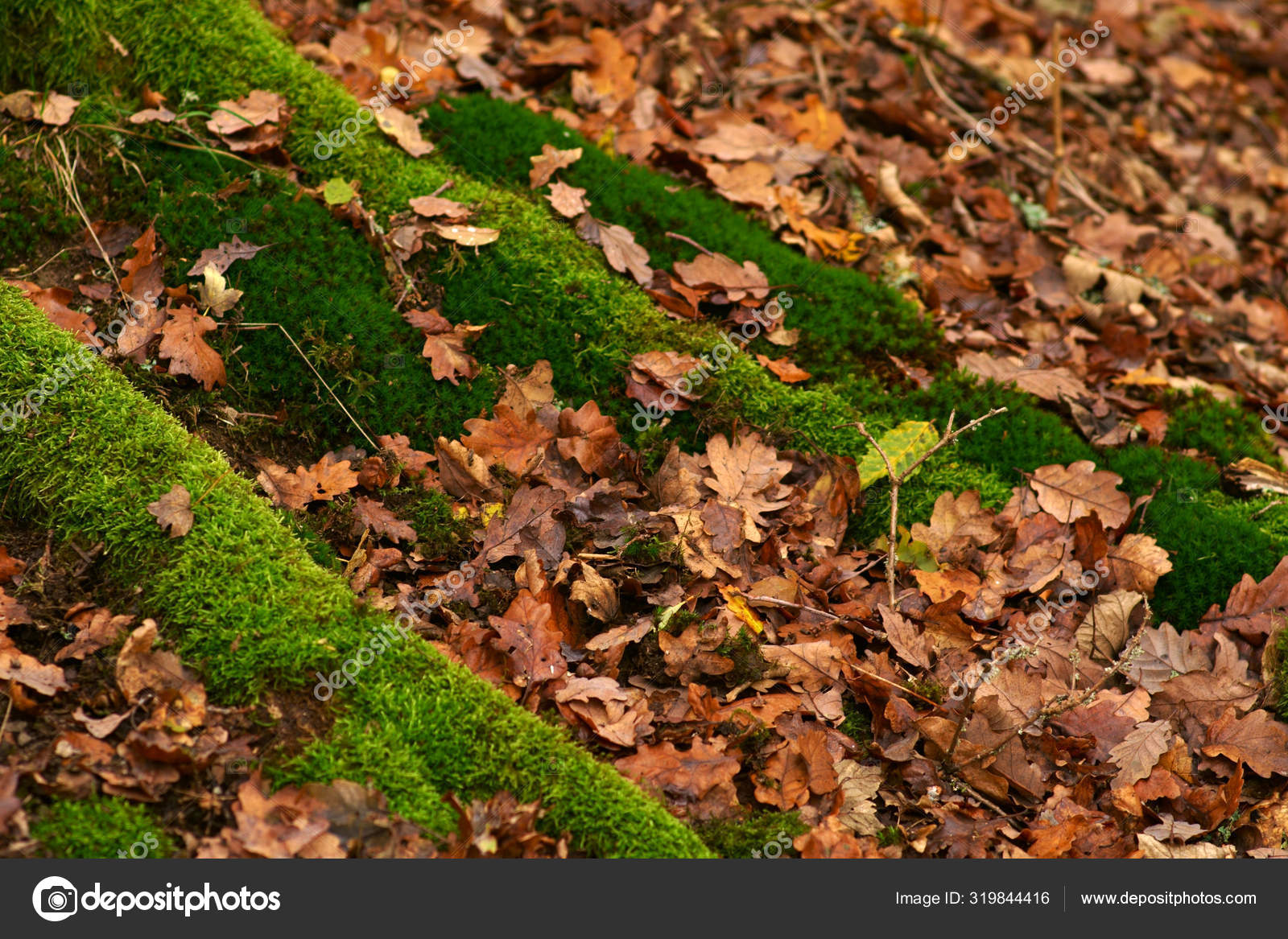 Moss Covered Roots Autumn Forest Floor Dry Autumn Leaves Moss Stock Photo Image By C Ginton Moss Covered Roots Autumn Forest Floor Dry Autumn Leaves Moss Stock Photo Image By C Ginton