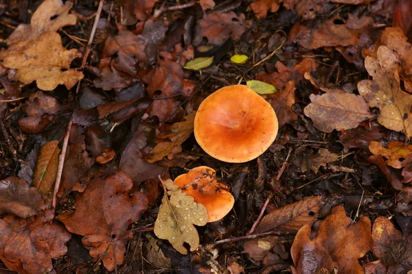 假香菇 假香菇的橙色 黄色蘑菇帽的顶视图和特写 — 图库照片