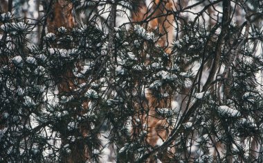 Ormanda çam dalları