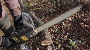 Elektrikli testere ile bir ağacı kesmek artı elektrikli testere sesi