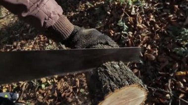 Testereyle ağaç testeresi ve testere sesi.