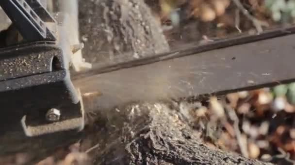 Elektrikli Testereli Bir Ağaç Gördüm — Stok video