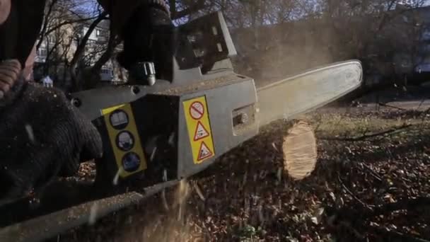 Sägen Eines Baumes Mit Der Kettensäge Das Geräusch Einer Motorsäge — Stockvideo
