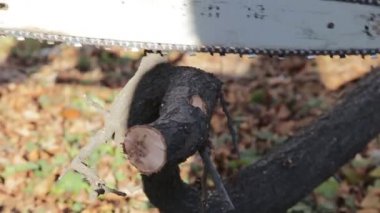 Elektrikli testereli bir ağaç gördüm.