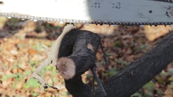 Saw Tree Chainsaw — Stock Video