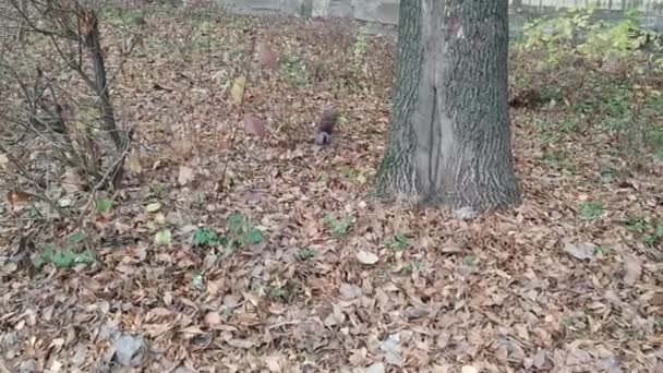 Una ardilla busca comida en hojas caídas, salta sobre un árbol, mira a la cámara y sube corriendo al árbol — Vídeo de stock