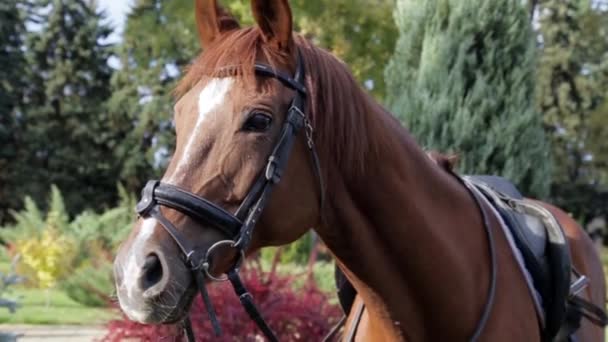 Cabeza Caballo Cerca Caballo Mira Cámara Luego Gira Cabeza — Vídeos de Stock