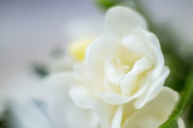 Beyaz frezya çiçeklerinin makro fotoğrafları