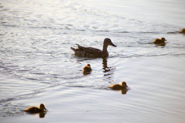 Ördek yavrularıyla ördek Işık dalgalarında yüzer