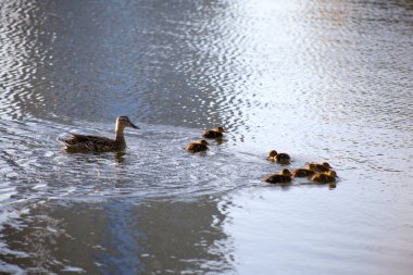 Ördek yavrularıyla ördek Işık dalgalarında yüzer