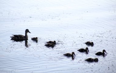 Ördek yavrularıyla ördek Işık dalgalarında yüzer