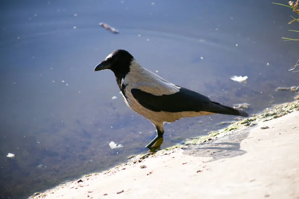 Jackdaw Camina Por Orilla — Foto de Stock