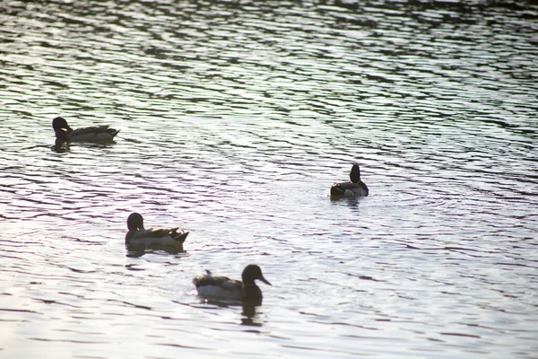 Flock Ducks Swimming — Stock fotografie
