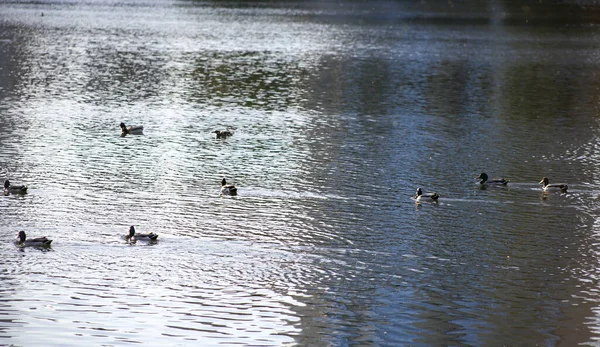 Flock Ducks Swimming — Stock fotografie