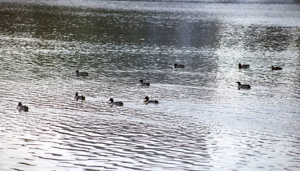 Ein Schwarm Enten Schwimmt — Stockfoto