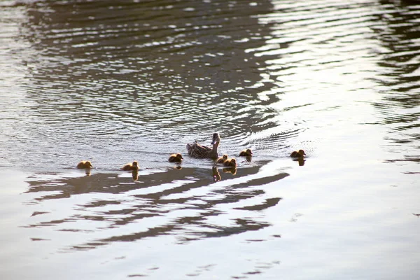 Ente Mit Entchen Schwimmt Leichten Wellen — Stockfoto