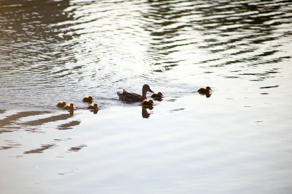 Ente Mit Entchen Schwimmt Leichten Wellen — Stockfoto