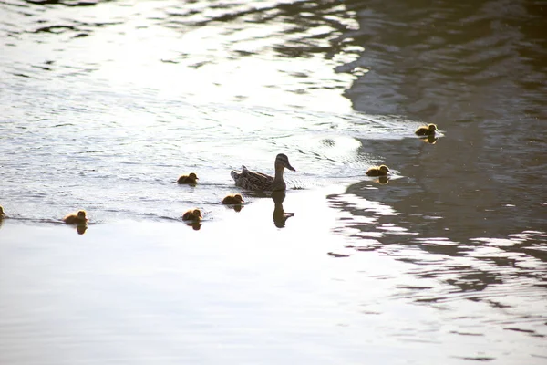 Duck Ducklings Swim Light Waves — Stock Photo, Image