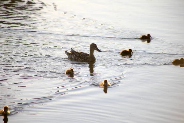 Ente Mit Entchen Schwimmt Leichten Wellen — Stockfoto