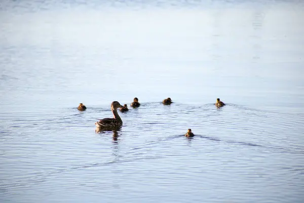 Ente Mit Entchen Schwimmt Leichten Wellen — Stockfoto
