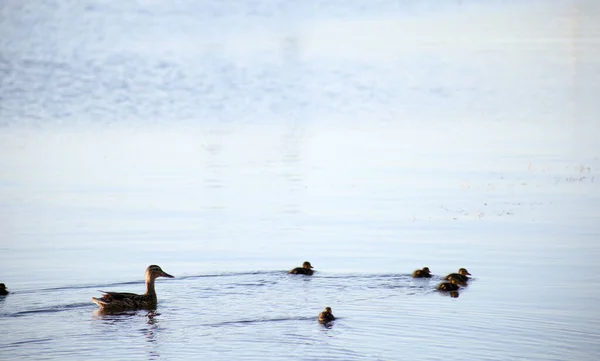 Ente Mit Entchen Schwimmt Leichten Wellen — Stockfoto