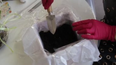 Kırmızı lastik eldivenli kadın bir saksının içinde toprağı kaldırıyor.