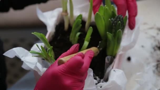 Kvinna Rött Gummi Handskar Utjämnas Marken Blomkruka Mellan Planterade Blommor — Stockvideo